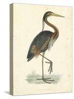 Vintage Purple Heron-Morris-Stretched Canvas
