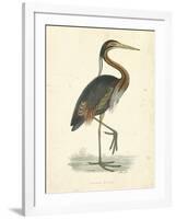 Vintage Purple Heron-Morris-Framed Art Print