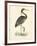 Vintage Purple Heron-Morris-Framed Art Print