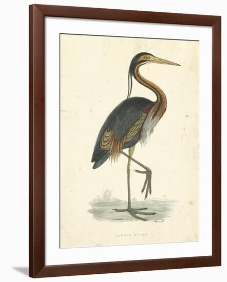 Vintage Purple Heron-Morris-Framed Art Print