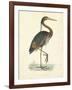 Vintage Purple Heron-Morris-Framed Art Print