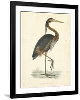 Vintage Purple Heron-Morris-Framed Art Print