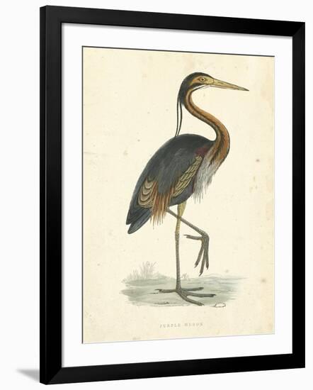 Vintage Purple Heron-Morris-Framed Art Print