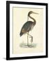 Vintage Purple Heron-Morris-Framed Art Print