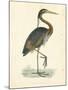 Vintage Purple Heron-Morris-Mounted Art Print