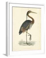 Vintage Purple Heron-Morris-Framed Art Print