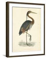 Vintage Purple Heron-Morris-Framed Art Print