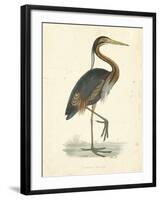 Vintage Purple Heron-Morris-Framed Art Print