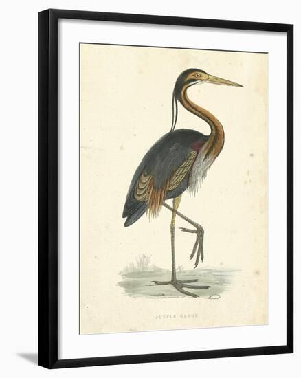 Vintage Purple Heron-Morris-Framed Art Print