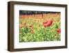 Vintage Red Poppies on Green Field-Antonio Gravante-Framed Photographic Print