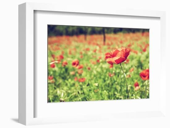 Vintage Red Poppies on Green Field-Antonio Gravante-Framed Photographic Print