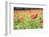 Vintage Red Poppies on Green Field-Antonio Gravante-Framed Photographic Print
