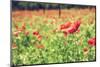 Vintage Red Poppies on Green Field-Antonio Gravante-Mounted Photographic Print