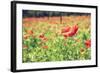 Vintage Red Poppies on Green Field-Antonio Gravante-Framed Photographic Print