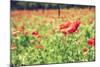 Vintage Red Poppies on Green Field-Antonio Gravante-Mounted Photographic Print