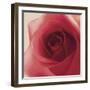 Vintage Red Rose-Andreas Stridsberg-Framed Giclee Print