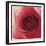 Vintage Red Rose-Andreas Stridsberg-Framed Giclee Print