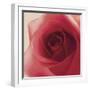 Vintage Red Rose-Andreas Stridsberg-Framed Giclee Print