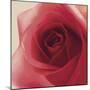 Vintage Red Rose-Andreas Stridsberg-Mounted Giclee Print