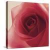 Vintage Red Rose-Andreas Stridsberg-Stretched Canvas