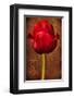 Vintage Red Tulip I-Christine Zalewski-Framed Art Print