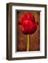 Vintage Red Tulip I-Christine Zalewski-Framed Art Print