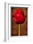 Vintage Red Tulip I-Christine Zalewski-Framed Art Print