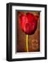 Vintage Red Tulip II-Christine Zalewski-Framed Art Print