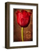 Vintage Red Tulip II-Christine Zalewski-Framed Art Print