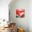 Vintage Red-Susan Bryant-Stretched Canvas displayed on a wall