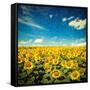 Vintage Retro Hipster Style Image of Idyllic Scenic Landscape - Sunflower Field and Blue Sky with G-f9photos-Framed Stretched Canvas