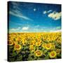 Vintage Retro Hipster Style Image of Idyllic Scenic Landscape - Sunflower Field and Blue Sky with G-f9photos-Stretched Canvas