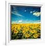 Vintage Retro Hipster Style Image of Idyllic Scenic Landscape - Sunflower Field and Blue Sky with G-f9photos-Framed Photographic Print