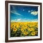 Vintage Retro Hipster Style Image of Idyllic Scenic Landscape - Sunflower Field and Blue Sky with G-f9photos-Framed Photographic Print