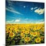 Vintage Retro Hipster Style Image of Idyllic Scenic Landscape - Sunflower Field and Blue Sky with G-f9photos-Mounted Photographic Print