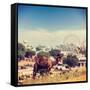 Vintage Retro Hipster Style Travel Image of Camels at Pushkar Mela (Pushkar Camel Fair). Pushkar, R-f9photos-Framed Stretched Canvas