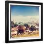 Vintage Retro Hipster Style Travel Image of Camels at Pushkar Mela (Pushkar Camel Fair). Pushkar, R-f9photos-Framed Photographic Print