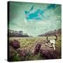 Vintage Retro Hipster Style Travel Image of Gaur (Indian Bison) Skull with Horns and Bones in Periy-f9photos-Stretched Canvas