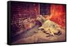 Vintage Retro Hipster Style Travel Image of Indian Cow in the Street of India - Cow is Considered A-f9photos-Framed Stretched Canvas
