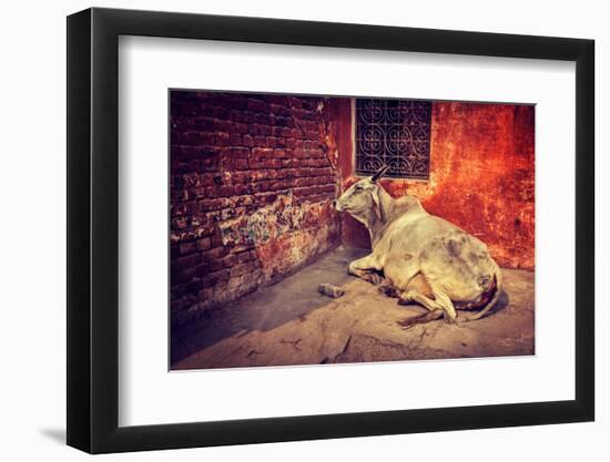 Vintage Retro Hipster Style Travel Image of Indian Cow in the Street of India - Cow is Considered A-f9photos-Framed Photographic Print