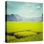 Vintage Retro Hipster Style Travel Image of Rice Field. Tam Coc, Vietnam-f9photos-Stretched Canvas