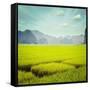 Vintage Retro Hipster Style Travel Image of Rice Field. Tam Coc, Vietnam-f9photos-Framed Stretched Canvas