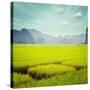 Vintage Retro Hipster Style Travel Image of Rice Field. Tam Coc, Vietnam-f9photos-Stretched Canvas