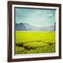 Vintage Retro Hipster Style Travel Image of Rice Field. Tam Coc, Vietnam-f9photos-Framed Photographic Print