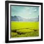 Vintage Retro Hipster Style Travel Image of Rice Field. Tam Coc, Vietnam-f9photos-Framed Photographic Print