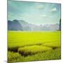 Vintage Retro Hipster Style Travel Image of Rice Field. Tam Coc, Vietnam-f9photos-Mounted Photographic Print