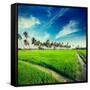 Vintage Retro Hipster Style Travel Image of Rural Indian Scene - Rice Paddy Field and Palms. Tamil-f9photos-Framed Stretched Canvas