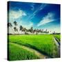 Vintage Retro Hipster Style Travel Image of Rural Indian Scene - Rice Paddy Field and Palms. Tamil-f9photos-Stretched Canvas