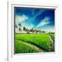 Vintage Retro Hipster Style Travel Image of Rural Indian Scene - Rice Paddy Field and Palms. Tamil-f9photos-Framed Photographic Print