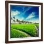 Vintage Retro Hipster Style Travel Image of Rural Indian Scene - Rice Paddy Field and Palms. Tamil-f9photos-Framed Photographic Print